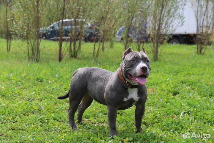 Американский булли покет девочка