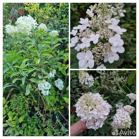 Гортензия метельчатая 7 сортов