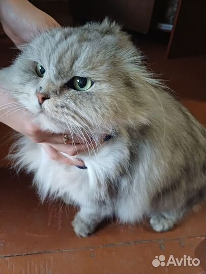Шотландская вислоухая кошка бесплатно