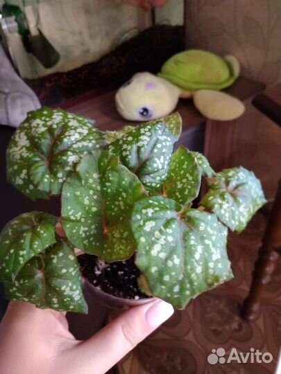 Бегонии декоративно лиственные и природники