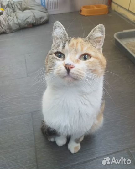 Бесплатно стерильная кошка