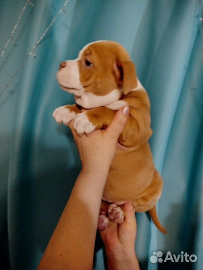 Американский булли