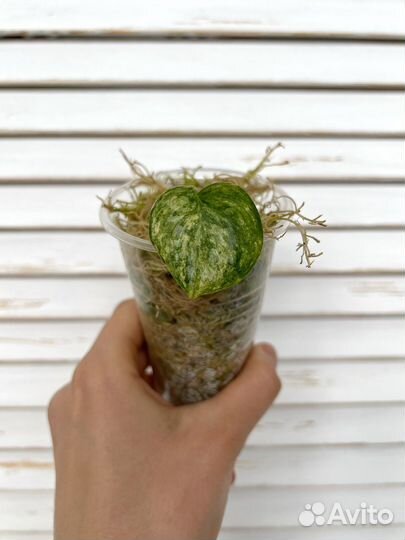 Сциндапсус geulis