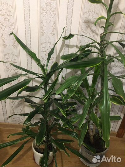 Комнатные растения.Драцена 2 шт
