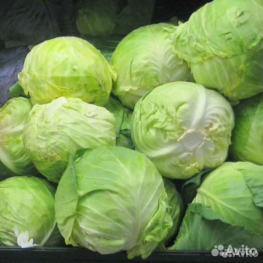 Капуста и клюква