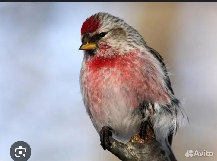 Певчие птицы