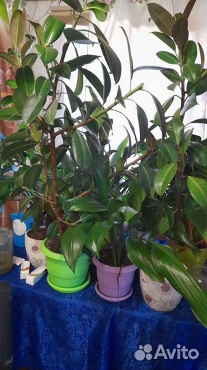 Фикус декоративный