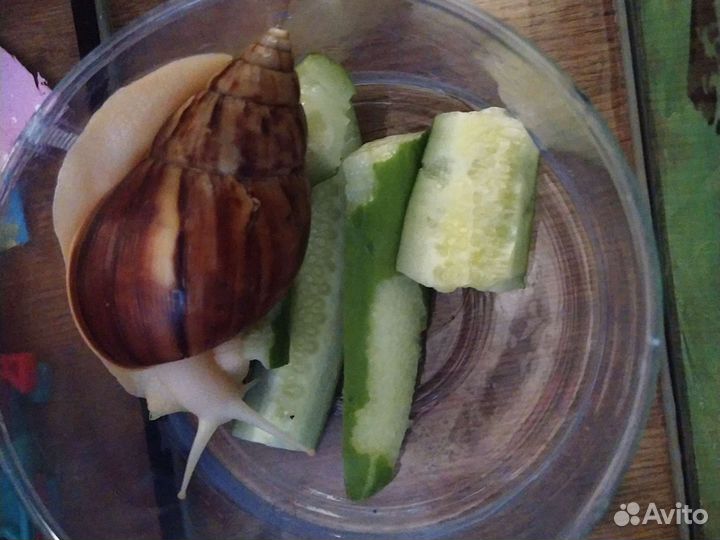 Улитки ахатины