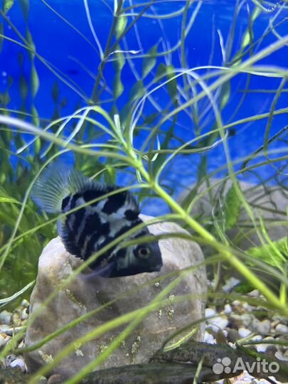 Рыбка сапфировый попугай взрослый