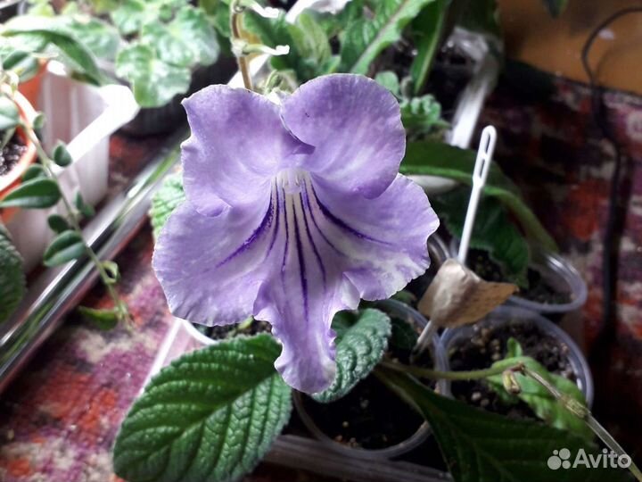 Фиалки(сенполии) глоксинии и стрептокарпусы