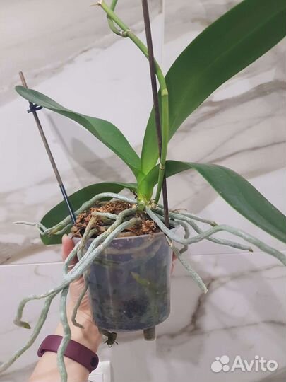 Орхидея фаленопсис