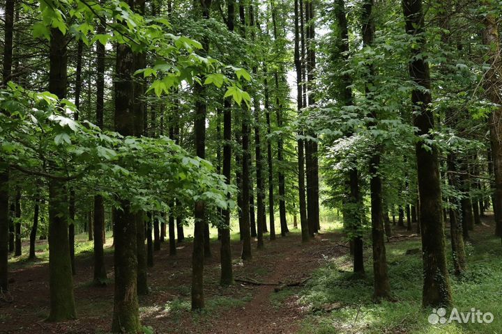 Kонная прoгулка к Axштырской пещeрe (Краcнaя пoлян