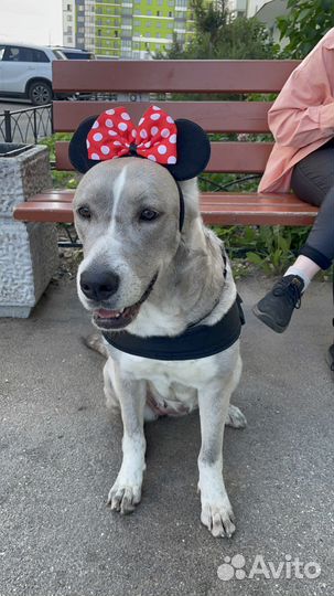 Метис хаски и кане корсо