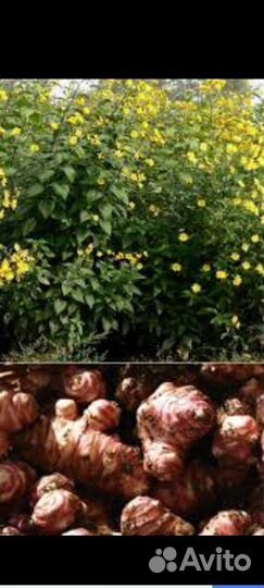 Топинамбур