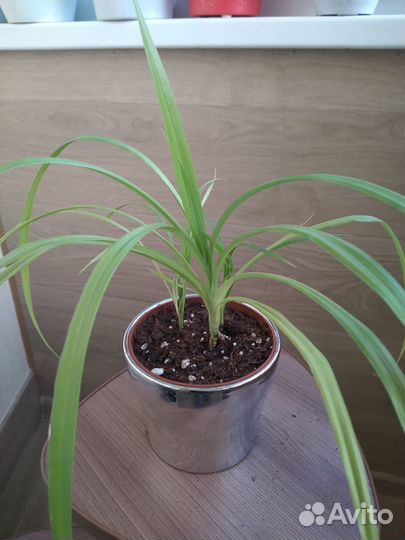 Пальма Пандаус (детка)