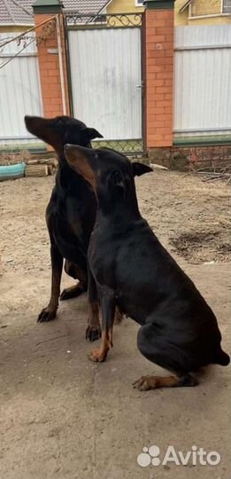 Щенки добермана