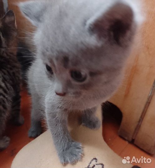 Британские котята в добрые руки