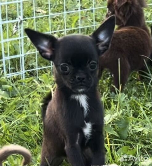 Чихуахуа черные девочки