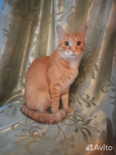 Молодой кот Цитрус