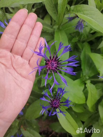 Васильки садовые (многолетники) -цена за кустик