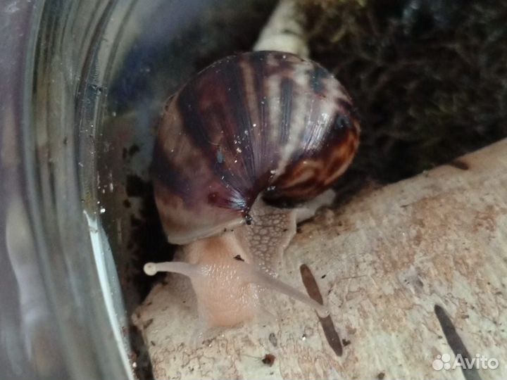Улитки ахатины маленькие
