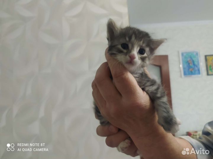 Котята в добрые руки приучены к лотку