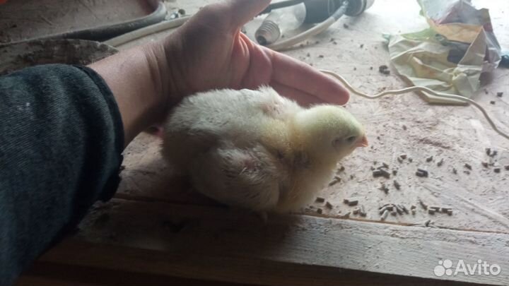 Цыплята несушки подрощенные
