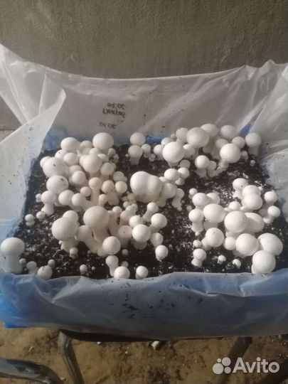 Готовые блоки Шампиньонов