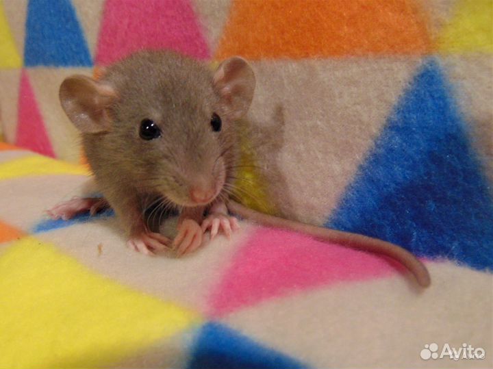 Крысы, крысята - дамбоушки, клетки, гамак