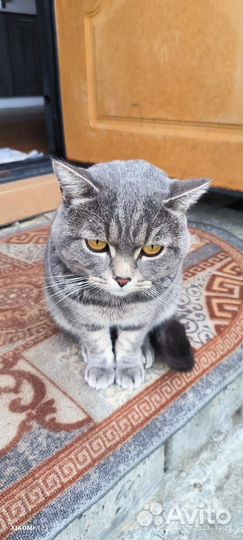 Пристрою котов возраст примерно 2 года
