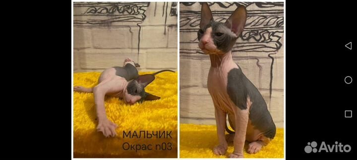 Донской сфинкс призеры котята