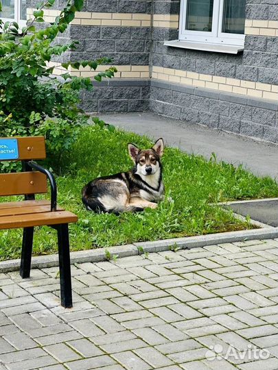 Тайсон ищет дом