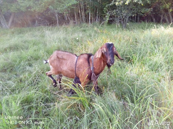 Продам козла