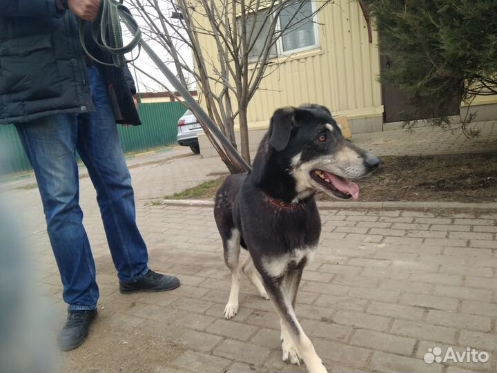 Скромный Ламар в добрые руки