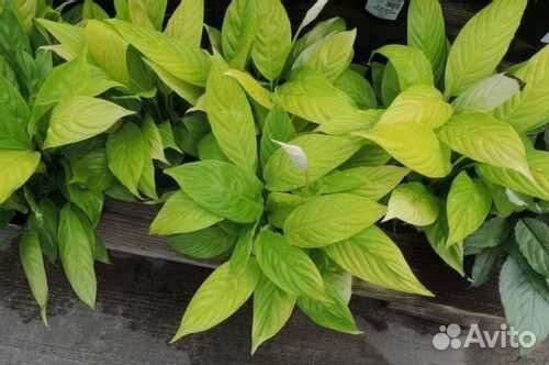 Спатифилумы разных сортов и сортовые