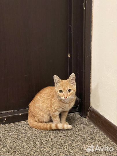 Кот в добрые руки