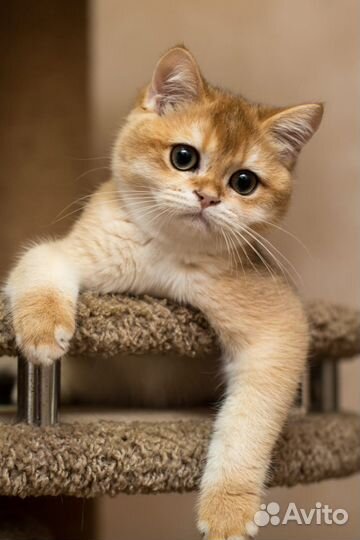 Британский мальчик