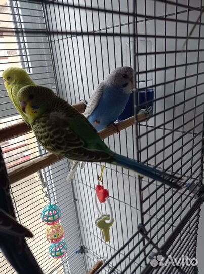 Волнистый попугай птенцы