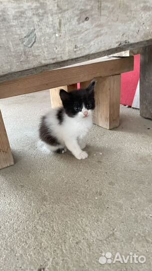 Котята в добрые руки бесплатно