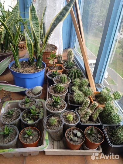 Кактусы и алоэ