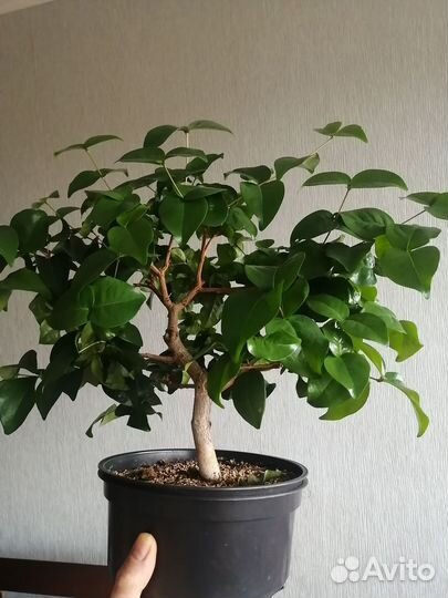 Евгения унифлора (суринамская вишня, питанга)