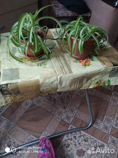 Хлорофитум