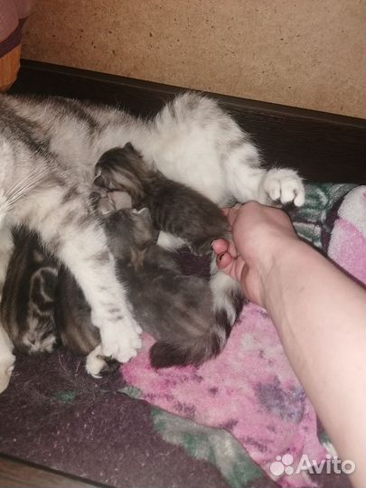 Британские котята
