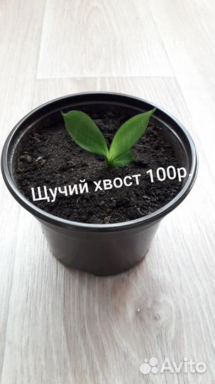 Сансевиерия