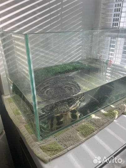 Красноухая черепаха