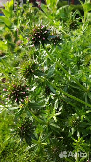 Цветы для сада, фуопсис