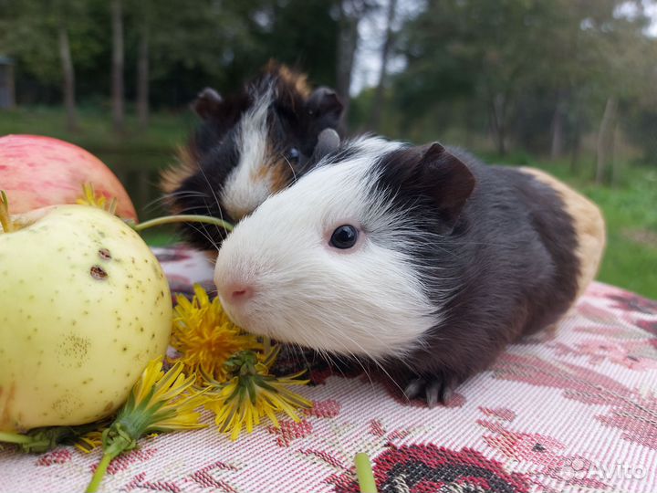 Морские свинки разных окрасов