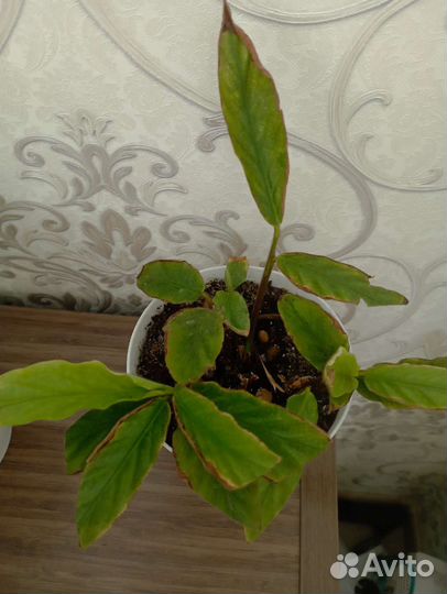 Калатея руфибарба