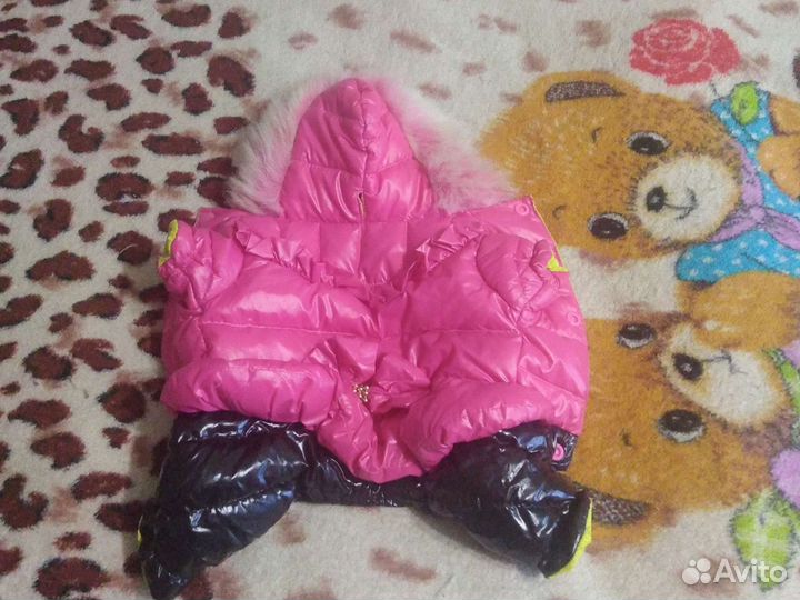 Костюм для чихуа