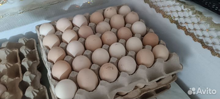 Домашние куриные яйца